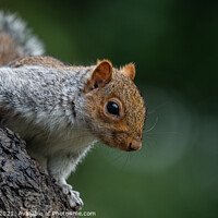 Buy canvas prints of Grey Squirrel posing for the camera by Adrian Rowley