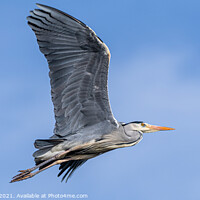 Buy canvas prints of Grey Heron in flight by Adrian Rowley