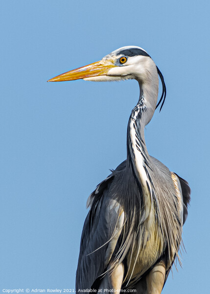 Portrait of a Grey Heron Picture Board by Adrian Rowley