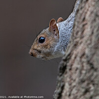 Buy canvas prints of A close up of a grey squirrel  by Adrian Rowley
