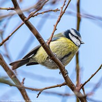 Buy canvas prints of Blue Tit by Adrian Rowley