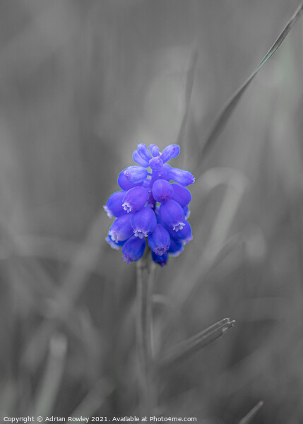 Grape hyacinth Picture Board by Adrian Rowley