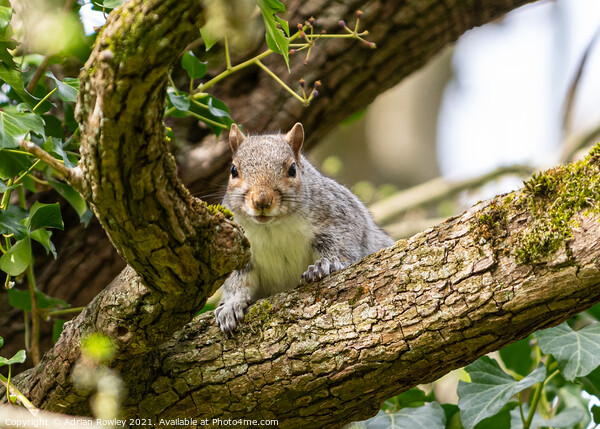 Grey Squirrel Picture Board by Adrian Rowley