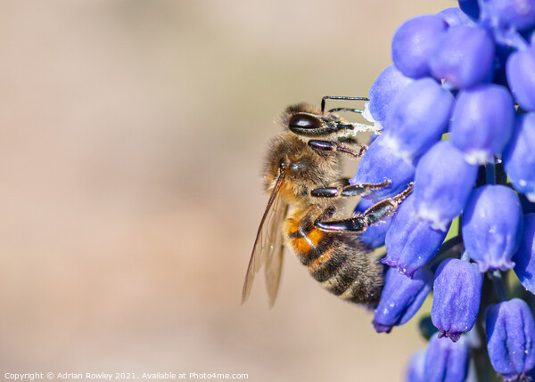 Bee on grape hyacinth Picture Board by Adrian Rowley