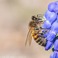 Buy canvas prints of Bee on grape hyacinth by Adrian Rowley