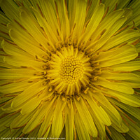 Buy canvas prints of Dandelion flower by Adrian Rowley