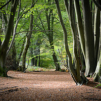 Buy canvas prints of Avenue of Beech Trees by Paul Grove