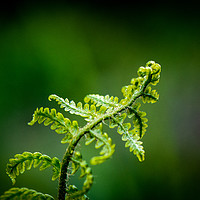 Buy canvas prints of Young Fern by Paul Grove