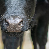 Buy canvas prints of Cow's nose by Paul Grove