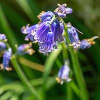 Buy canvas prints of Bluebells in Spring by Paul Grove