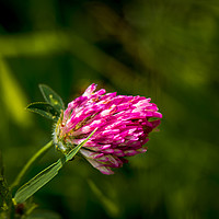 Buy canvas prints of Meadow Clover by Paul Grove