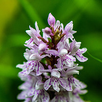 Buy canvas prints of Woodland Orchid by Paul Grove