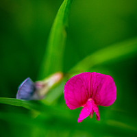 Buy canvas prints of Tiny Meadow flower by Paul Grove