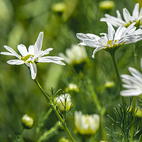 Buy canvas prints of Meadow Daisies by Paul Grove