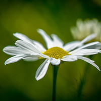 Buy canvas prints of Single Daisy in Full Bloom by Paul Grove