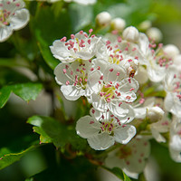 Buy canvas prints of Hawthorn Blossom by Paul Grove
