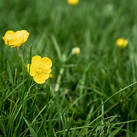 Buy canvas prints of Buttercups in the Grass by Paul Grove