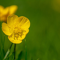 Buy canvas prints of Buttercup in Summer by Paul Grove