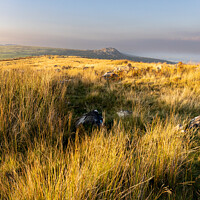 Buy canvas prints of Evening light on Sharp Tor from Stowes hill Bodmin by Jim Peters
