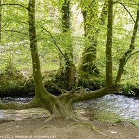 Buy canvas prints of A 4 trunked tree by Jim Peters