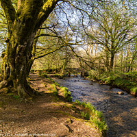 Buy canvas prints of Spring sunshine on the river Fowey at Golitha falls by Jim Peters