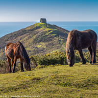 Buy canvas prints of Horses at Rame Head Cornwall by Jim Peters