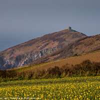 Buy canvas prints of Daffodils on a spring morning at Rame Head Cornwall by Jim Peters