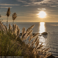 Buy canvas prints of Pampas grass on the Coast path at Looe by Jim Peters