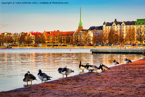 Barnacle Geese on the Beach in Morning Light Picture Board by Taina Sohlman