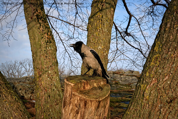Hooded Crow Cawing on Tree Stump Picture Board by Taina Sohlman