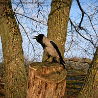 Buy canvas prints of Hooded Crow Cawing on Tree Stump by Taina Sohlman