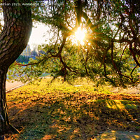 Buy canvas prints of Morning Sun Through Pine Tree by Taina Sohlman