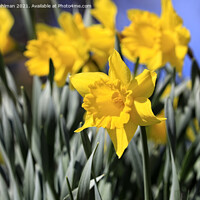 Buy canvas prints of Yellow Tenby Daffodils in Flower by Taina Sohlman