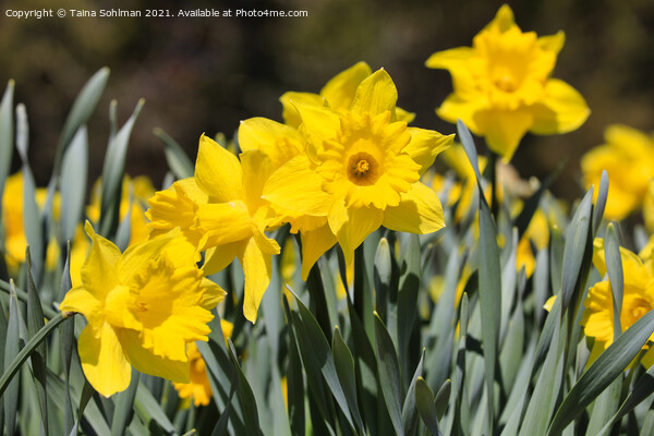 Yellow Tenby Daffodils in Flower Picture Board by Taina Sohlman
