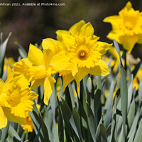 Buy canvas prints of Yellow Tenby Daffodils in Flower by Taina Sohlman