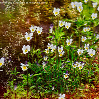 Buy canvas prints of Viola arvensis Growing in Woods by Taina Sohlman