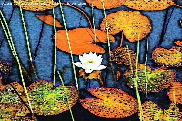 White Water Lily, Nympaea alba Picture Board by Taina Sohlman