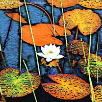Buy canvas prints of White Water Lily, Nympaea alba by Taina Sohlman