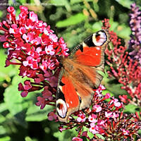 Buy canvas prints of Inachis io Peacock Butterfly on Pink Flowers by Taina Sohlman