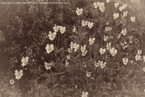 Pansies, Viola arvensis, Old Photo Style Picture Board by Taina Sohlman