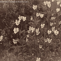 Buy canvas prints of Pansies, Viola arvensis, Old Photo Style by Taina Sohlman