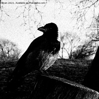 Buy canvas prints of Beautiful Hooded Crow, Corvus Cornix, Drawing by Taina Sohlman