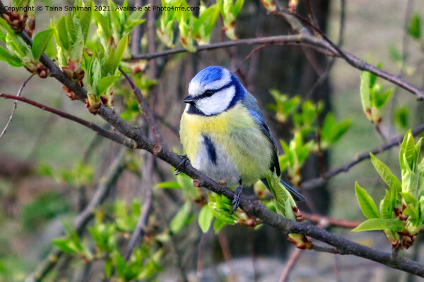 Eurasian Blue Tit Perched on Tree Picture Board by Taina Sohlman