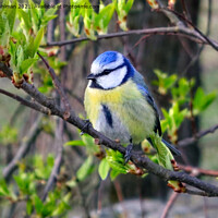 Buy canvas prints of Eurasian Blue Tit Perched on Tree by Taina Sohlman