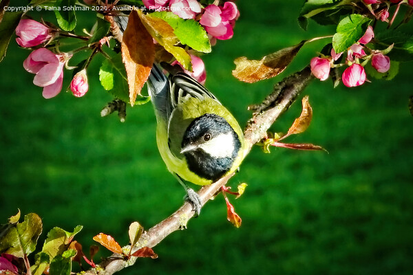 Great Tit, Parus Major, Perched on Tree Picture Board by Taina Sohlman