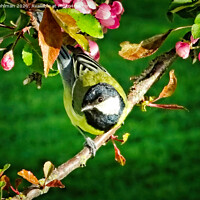 Buy canvas prints of Great Tit, Parus Major, Perched on Tree by Taina Sohlman