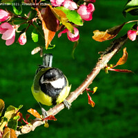 Buy canvas prints of Great Tit, Parus Major, Perched on Tree by Taina Sohlman