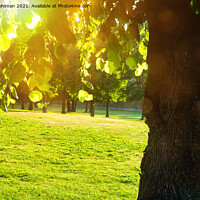 Buy canvas prints of Green Linden Tree in Morning Sunlight by Taina Sohlman