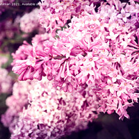 Buy canvas prints of Lilac Flowers in Pink by Taina Sohlman