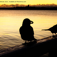 Buy canvas prints of Crow and Magpie at Dawn by Taina Sohlman